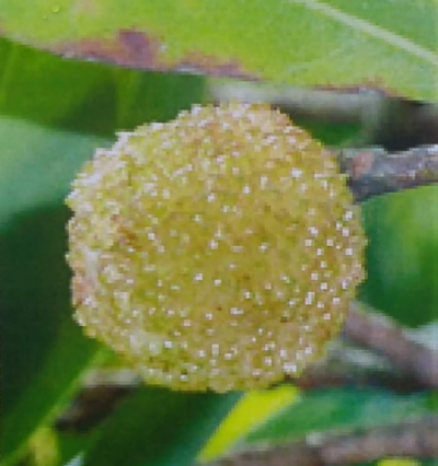 ヤマモモ（山桃）：白桃（しろもも）5号ポット