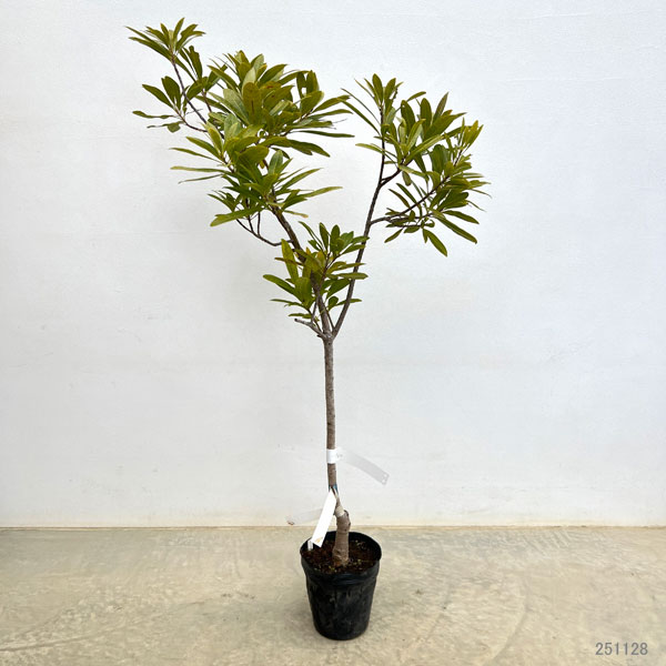 ヤマモモ（山桃）：白桃（しろもも）5号ポット