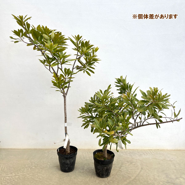 ヤマモモ（山桃）：白桃（しろもも）5号ポット