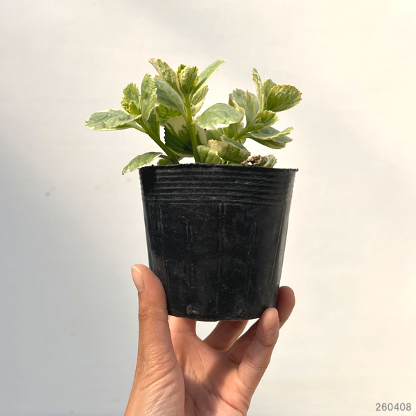 コリウス：こっちに来ないで!（犬猫よけ植物）バリエガータ 斑入葉3-3.5号ポット