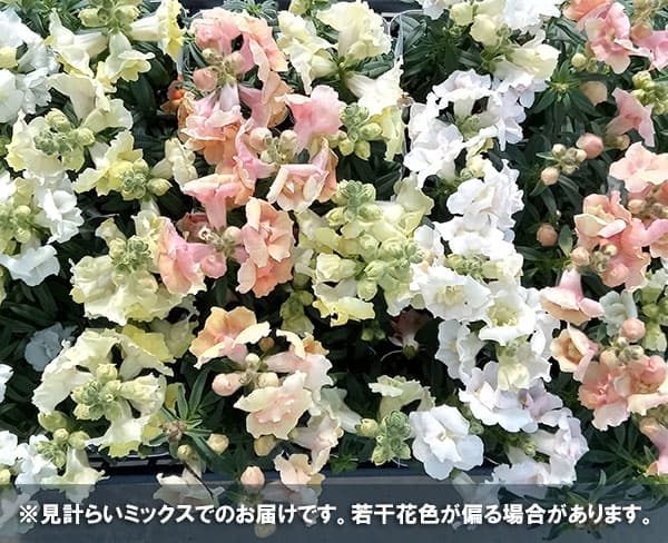 金魚草（キンギョソウ）：トゥイニー花色ミックス3-3.53.5号ポット 4株セット