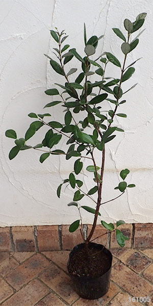 フェイジョア：ジェミニ6号ポット