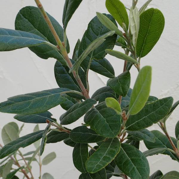 フェイジョア：ジェミニ6号ポット