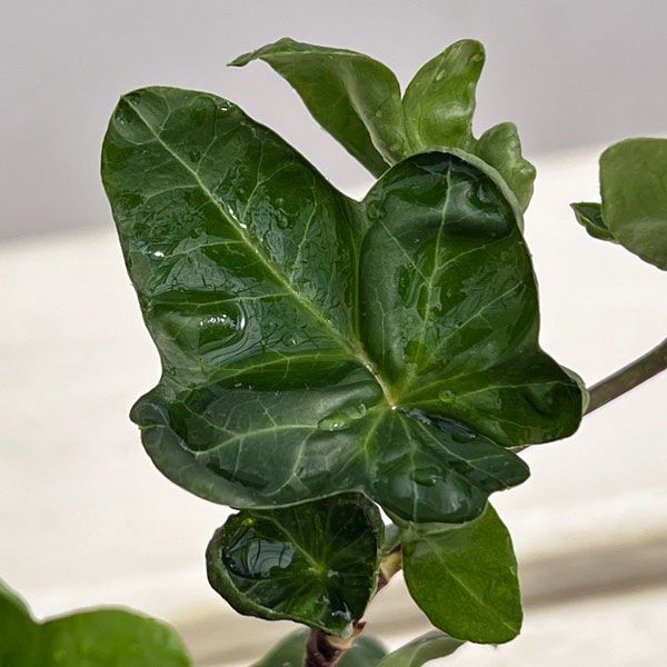 ヘデラ：こぐまの足音3号ポット