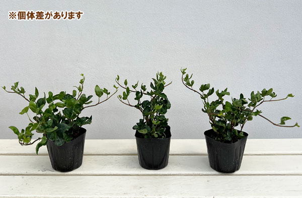 ヘデラ：こぐまの足音3号ポット