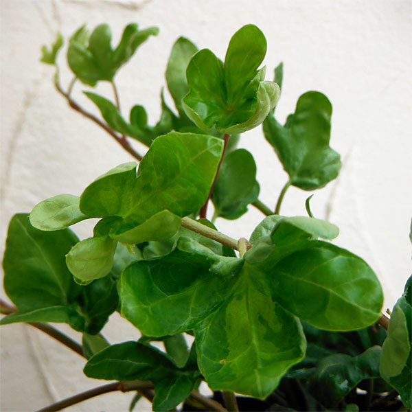 ヘデラ：こぐまの足音3号ポット