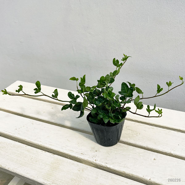 ヘデラ：こぐまの足音3号ポット