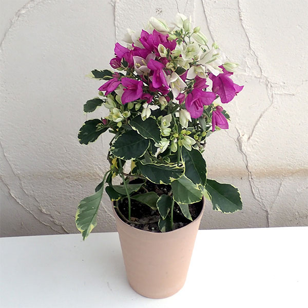 ブーゲンビレア：ブルーハワイ（白とピンク）4.5号鉢植え