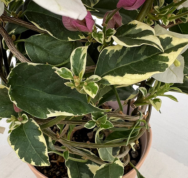 ブーゲンビレア：ブルーハワイ（白とピンク）4.5号鉢植え