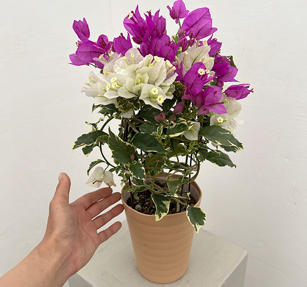 ブーゲンビレア：ブルーハワイ（白とピンク）4.5号鉢植え