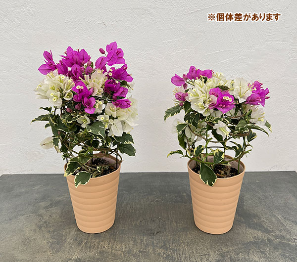 ブーゲンビレア：ブルーハワイ（白とピンク）4.5号鉢植え