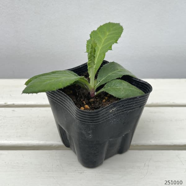 エキノプス（ルリタマアザミ）：スターフロスト3.5号ポット 2株セット