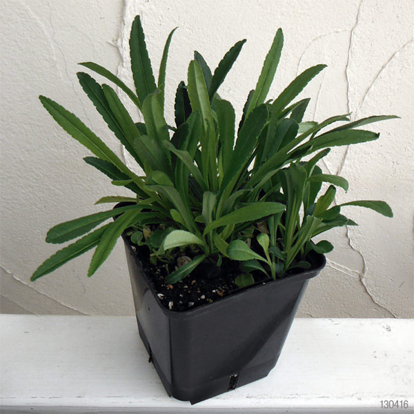 カンパニュラ：ホワイトティアラ11cm角ポット