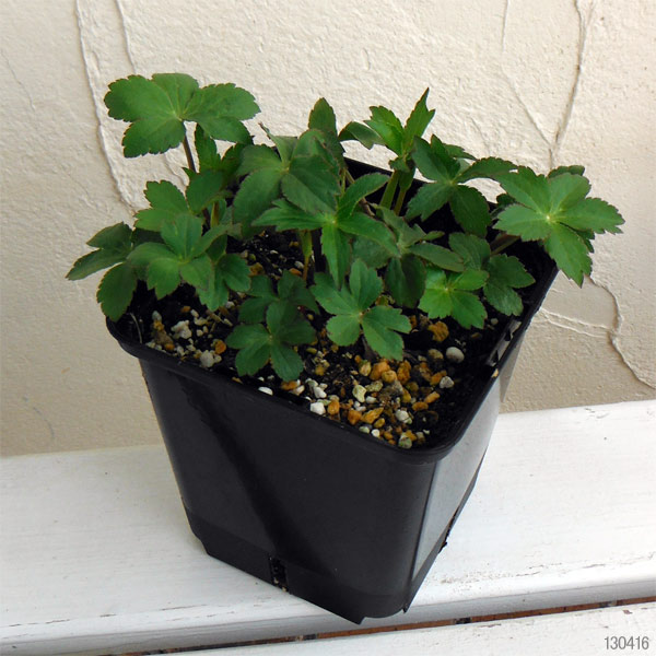 アストランティア：ローマ11cm角ポット