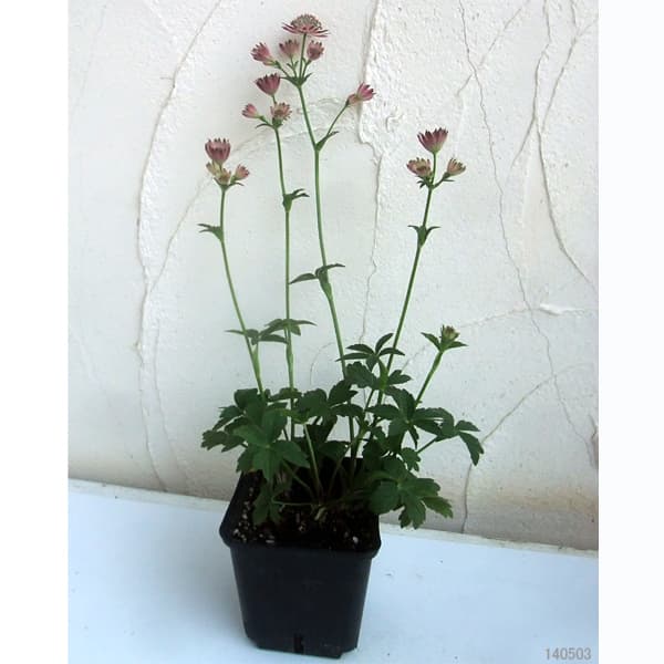 アストランティア：ローマ11cm角ポット