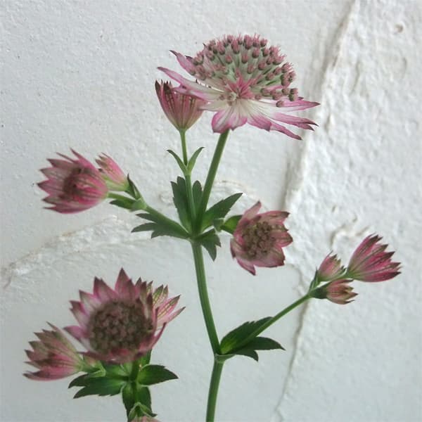 アストランティア：ローマ11cm角ポット