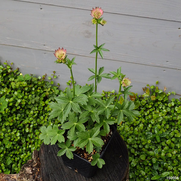 アストランティア：ローマ11cm角ポット