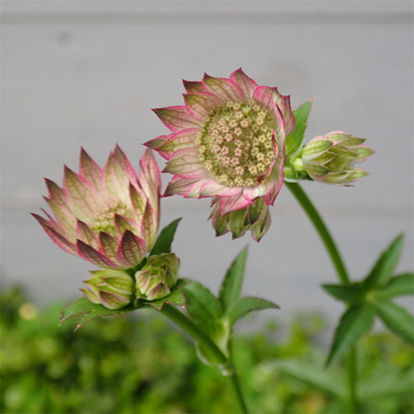 アストランティア：ローマ11cm角ポット