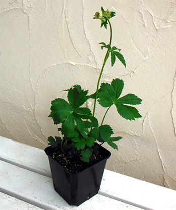 アストランティア：スノースター11cm角ポット