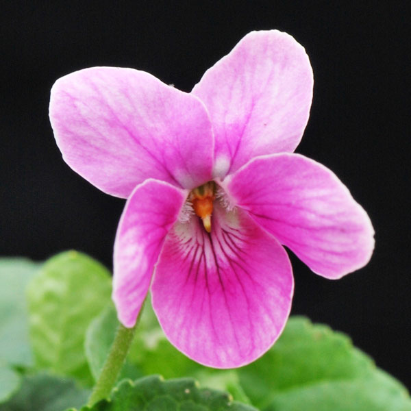 ニオイスミレ：チャールズ・ウィリアム・グローブス（濃桃）3～3.5号ポット