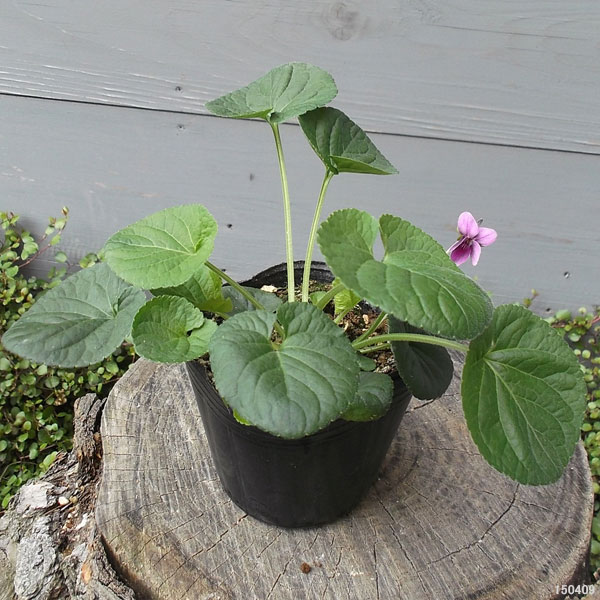 ニオイスミレ：チャールズ・ウィリアム・グローブス（濃桃）3～3.5号ポット