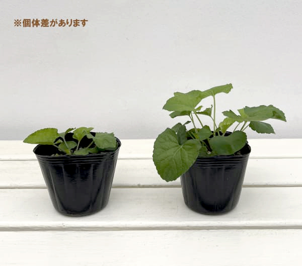 ニオイスミレ：トラベック（青紫）3-3.5号ポット