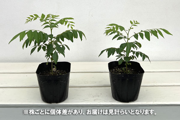 カレーの木3号ポット