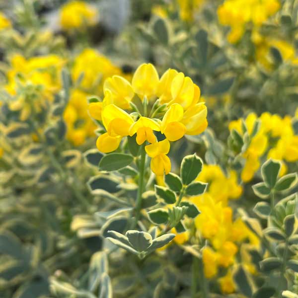 コロニラ：バレンティーナ・バリエガータ（斑入りエニシダ）2.5-3号ポット