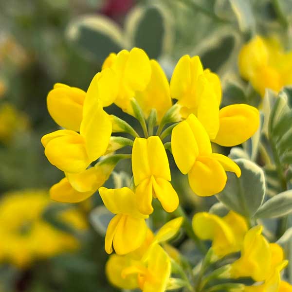 コロニラ：バレンティーナ・バリエガータ（斑入りエニシダ）2.5-3号ポット