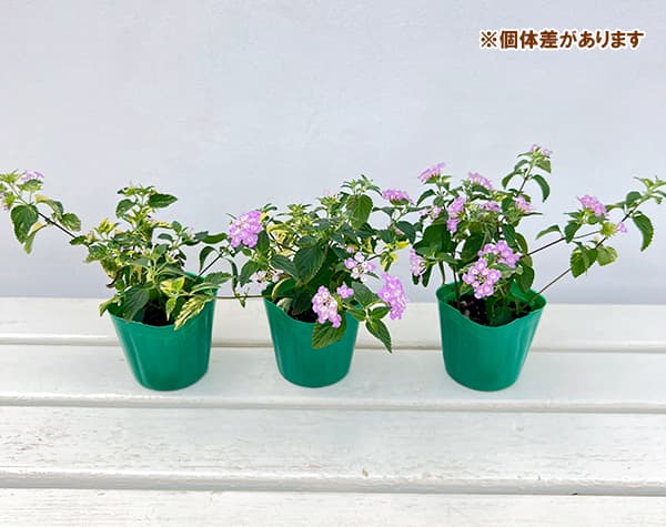 コバノランタナ:パープル 斑入り3号ポット