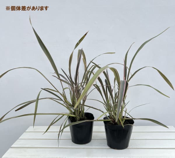 ニューサイラン:ピンクストライプ5号ポット