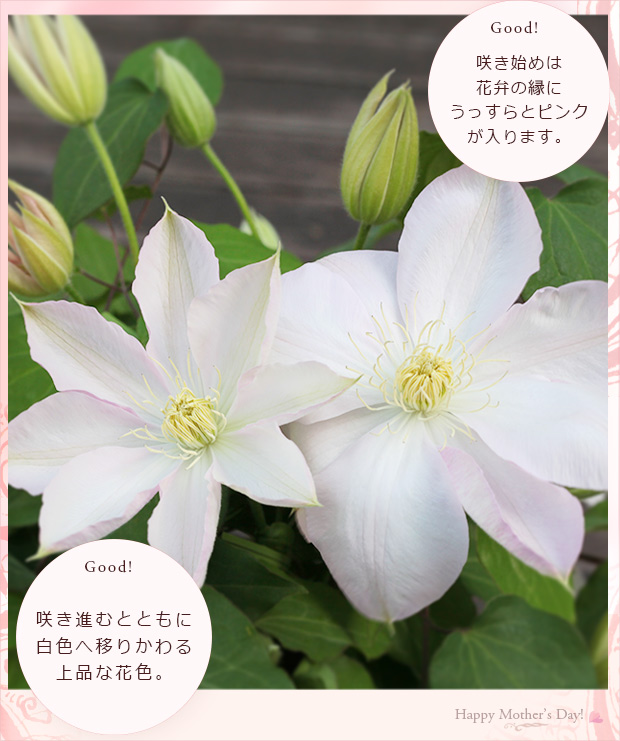 クレマチス　花終わり品4鉢セット クレマチス・パルセットの2番花開花しました！ と、開き始めの