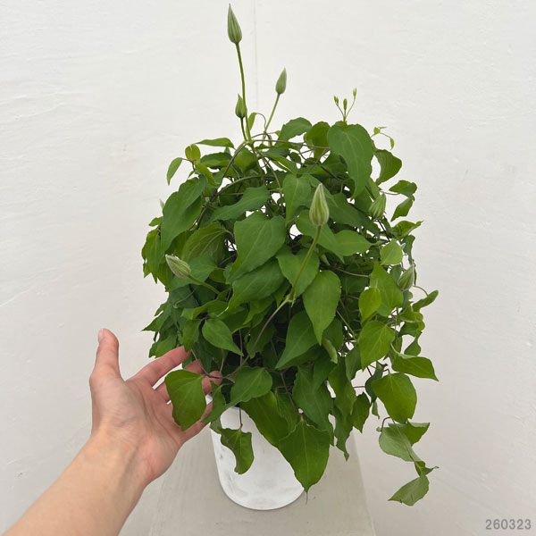園芸ネット本店｜クレマチス：2色咲き（H.F.ヤング＆北浜）5号鉢植え