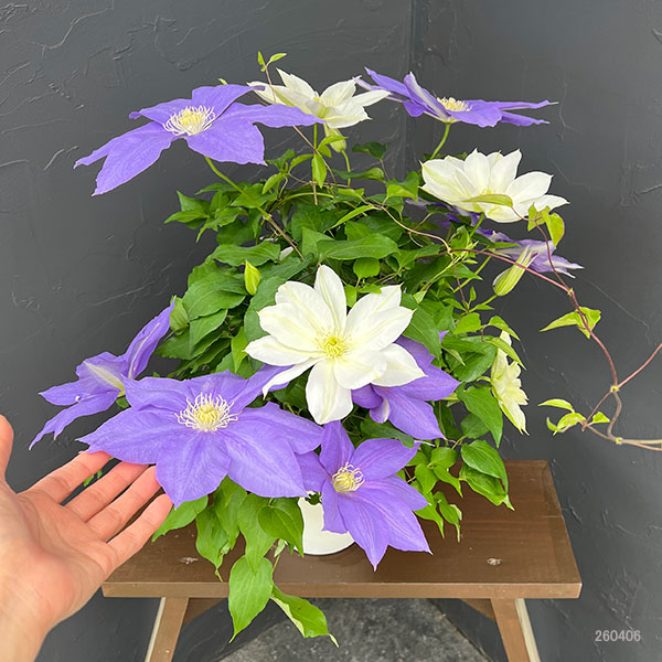 園芸ネット本店｜クレマチス：2色咲き（H.F.ヤング＆北浜）5号鉢植え