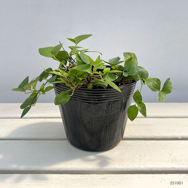 クレマチス:キタハマ(北浜)5号ポット/ボサ(無誘引)タイプ(大輪系)