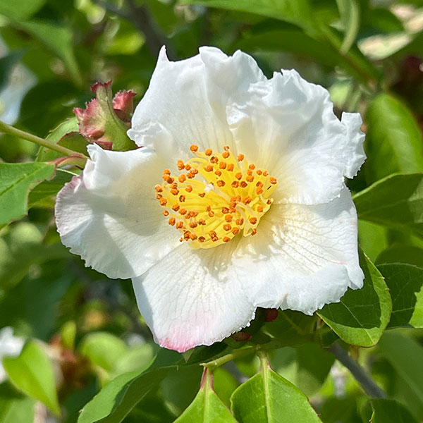 ピンクシャラ　夜明け前　淡いピンク色のお花 園芸ネット本店｜ナツツバキ（夏椿・シャラ）：夜明け前（ピンク）6号