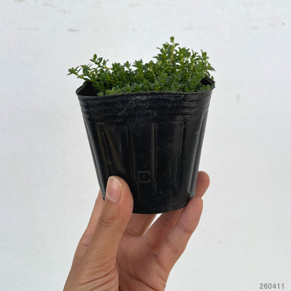 タイム(ほふく性):クリーピングタイム白花3号ポット2株セット