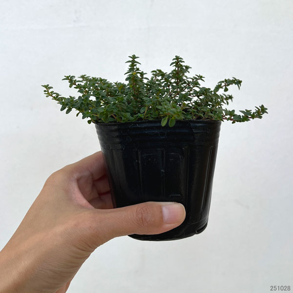 タイム（ほふく性）：ドーンバレータイム3号ポット