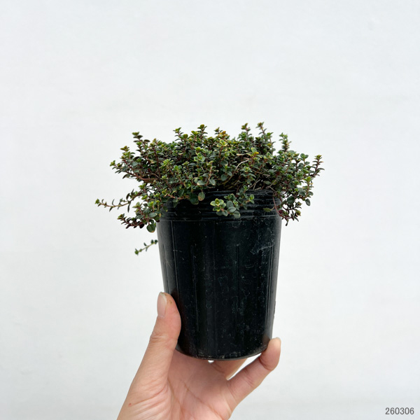 タイム（ほふく性）：ドーンバレータイム3号ポット