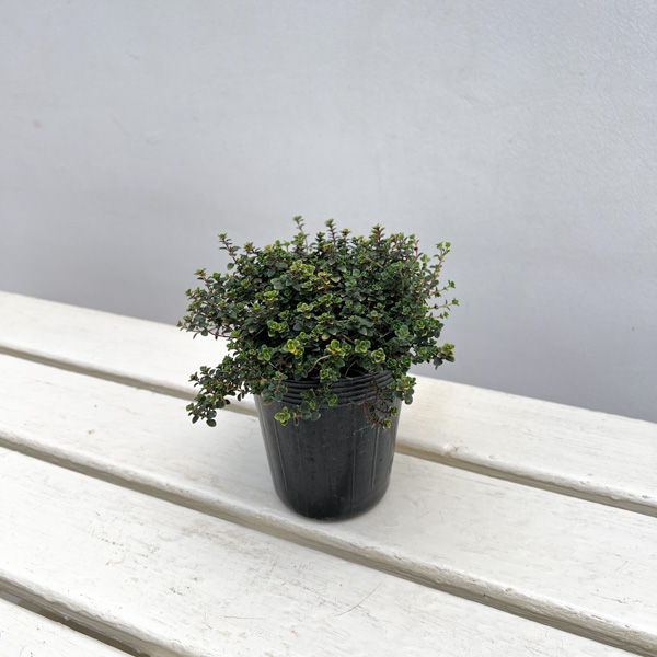 タイム（ほふく性）：ドーンバレータイム3号ポット