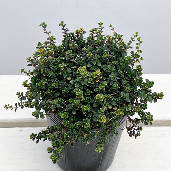 タイム（ほふく性）：ドーンバレータイム3号ポット