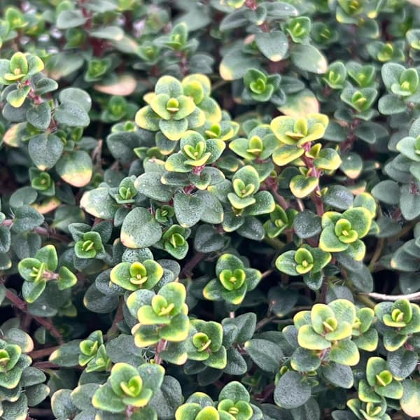 タイム（ほふく性）：ドーンバレータイム3号ポット