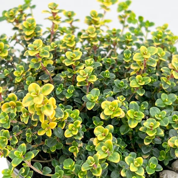 タイム（ほふく性）：ドーンバレータイム3号ポット