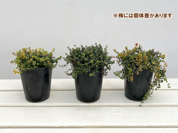 タイム（ほふく性）：ドーンバレータイム3号ポット