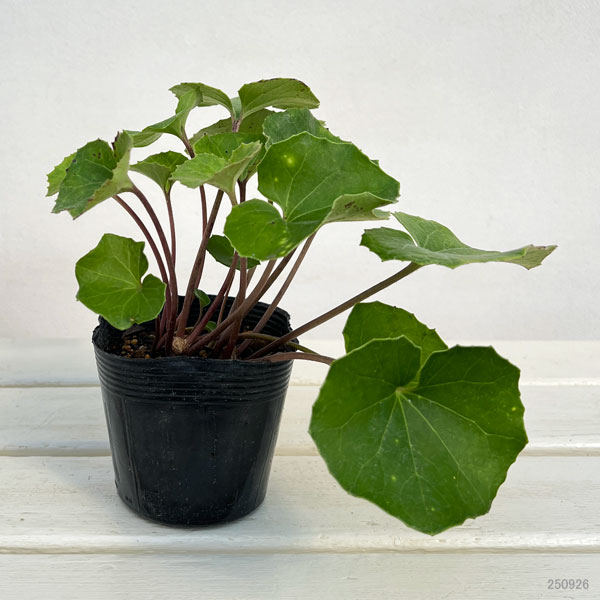 ツワブキ:八重咲ツワブキ3.5号ポット