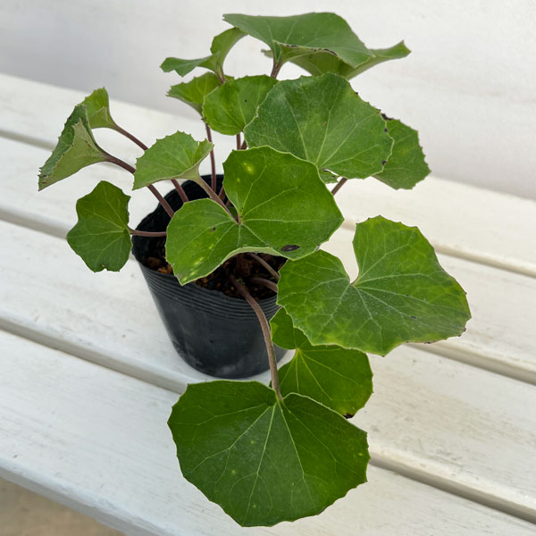 ツワブキ:八重咲ツワブキ3.5号ポット