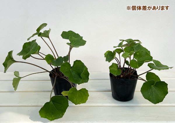 ツワブキ:八重咲ツワブキ3.5号ポット