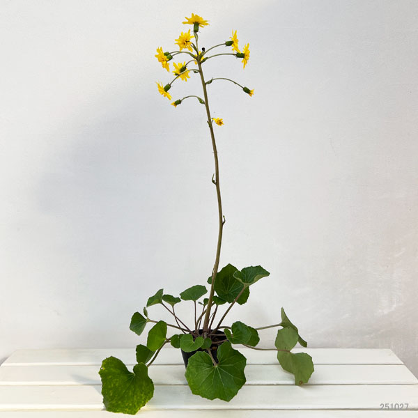 ツワブキ:八重咲ツワブキ3.5号ポット