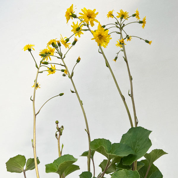 ツワブキ:八重咲ツワブキ3.5号ポット