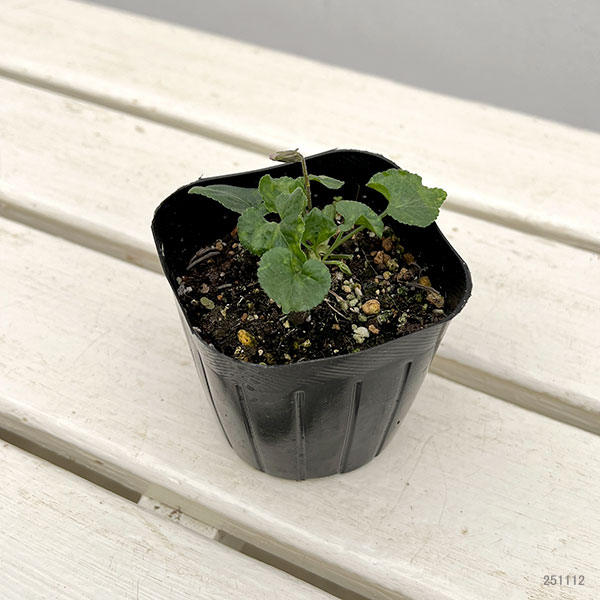 ニオイスミレ:パープル一重3号ポット